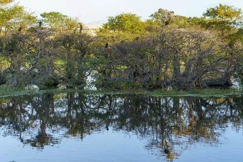 Trees and water Stock Photos