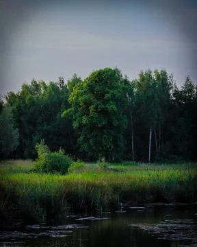 Trees and water Stock Photos