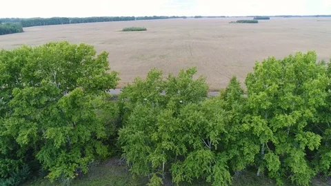 Trees and Wheat fields. Beautiful landscape from the height. Shooting at the Vídeos de archivo 79570825