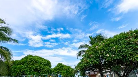 Trees and white clouds in the blue sky Stock Photos