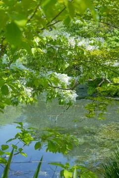 Trees and white flowers reflected in the pond Stock Photos