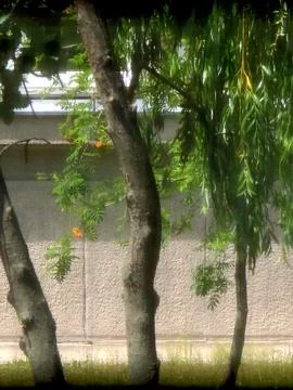Trees and willow branches by textured wall Stock Photos