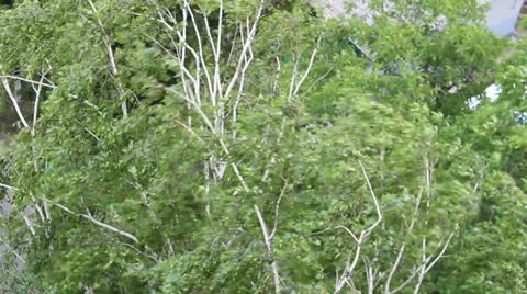 Trees and wind Stock Footage 24889982