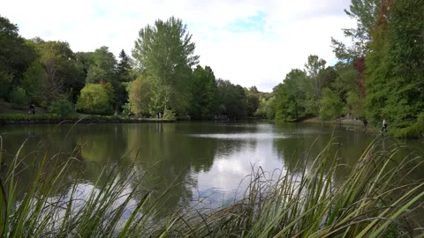 Trees and Wind Video stock 163824761