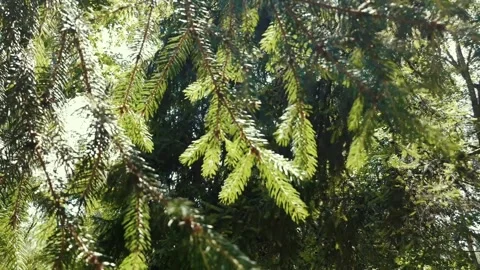 Trees and wind in the park Stock Footage 277271802