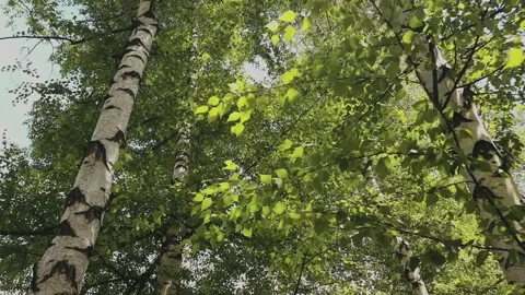Trees and wind in the park Video stock 277272221