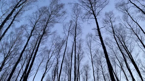 Trees and winter sky Stockbeeldmateriaal 172094758