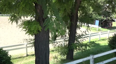 Trees and yard Stock Footage 65780398