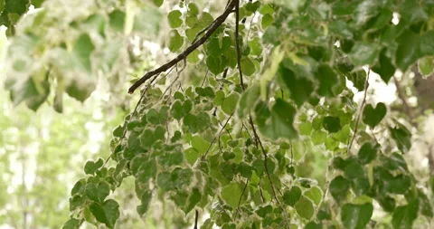 Trees with Aphids and Poplar Fluff  Heat and Ecology Видео 336863755