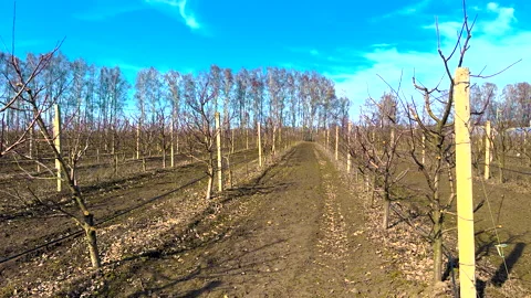 Trees in an apple orchard. Selective focus. Stock Footage 304903474