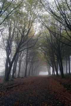 Trees in an arch enveloped in mist 写真素材