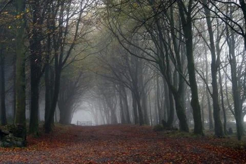 Trees in an arch enveloped in mist Stock Photos