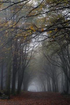 Trees in an arch enveloped in mist Stock Photos