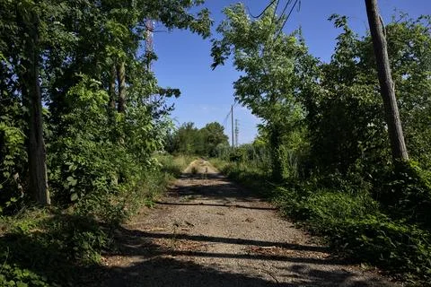 Trees arching and casting a shadow on a narrow country road on a clear day .. Stock Photos