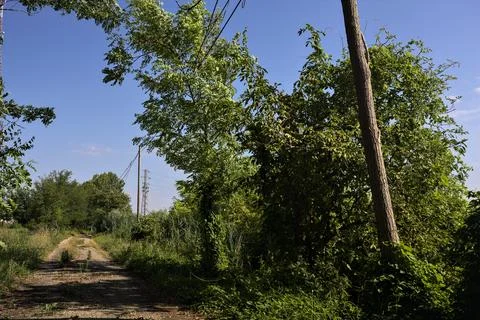 Trees arching and casting a shadow on a narrow country road on a clear day .. Stock Photos