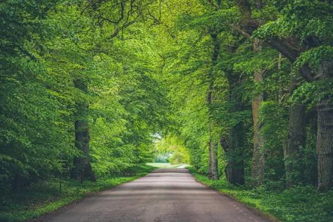 Trees arching over road with converging lines at the horizon of a long path t Stock-Fotos