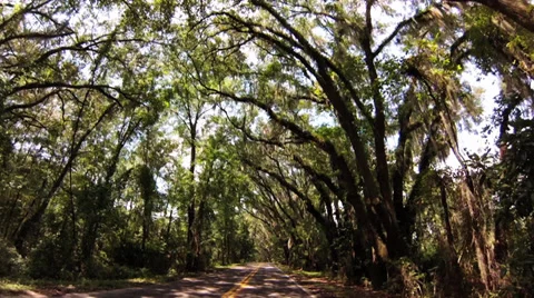 Trees, Arching POV Oak Tree canopy road with Spanish Moss Stock-Footage 29051038