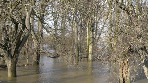 The trees are almost sunken by the water, Rhine Germany Stock Footage 148175088