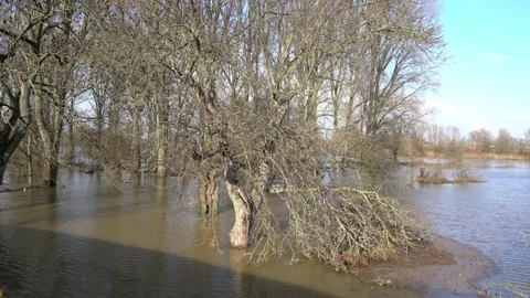 The trees are almost sunken by the water, Rhine, Germany Stock Footage 148175274