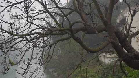 Trees that are on the banks of the river are covered with green grass Stock Footage