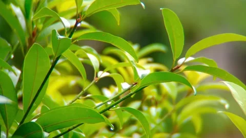 The trees are beautiful, gently moving by the pond on a rainy day Stock Footage 254170905