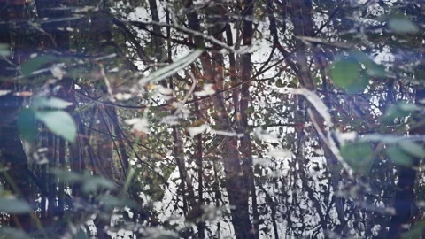 Trees are being reflected in moving pond water - close up. 4K locked tripod Stock Footage 144875461