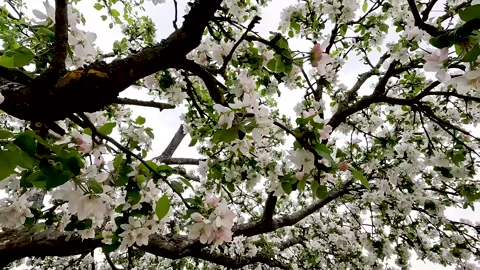 The trees are in bloom in spring. Apple blossom in the garden. Vídeos de archivo 277987134