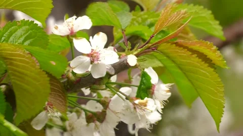 Trees Are Blooming. Close up of blooming wild cherry (Prunus avium) in spring Stock Footage 109589846