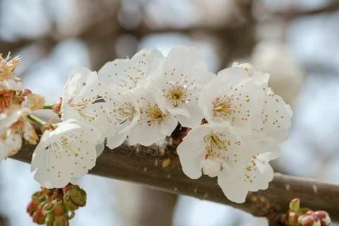 Trees are blooming Stock Photos