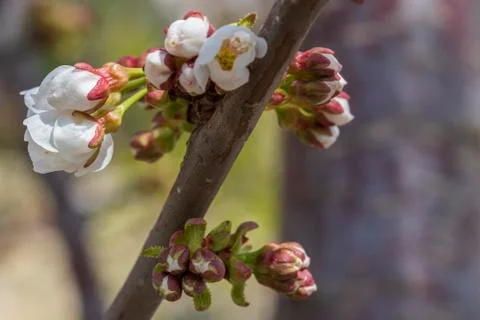 Trees are blooming Stock Photos