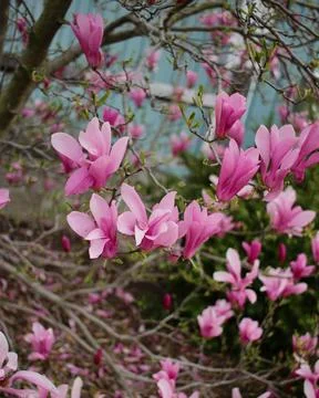 Trees are blooming Stockfoto's