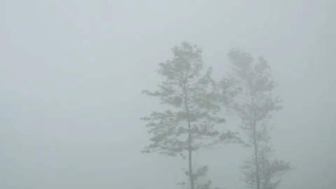 Trees that are blurry because they are covered in fog Stock Footage 291622835