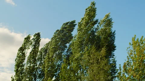 Trees are broken by strong winds. Bad weather. Stock Footage 195998574