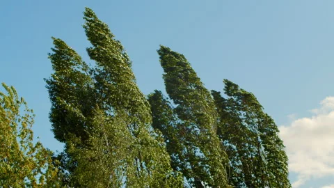 Trees are broken by strong winds. Bad weather. Stock Footage 195998693
