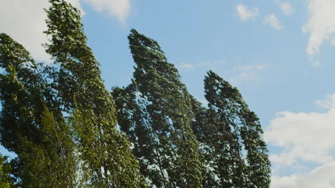 Trees are broken by strong winds. Bad weather. Stock Footage 201169942
