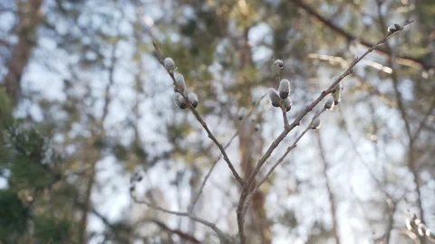 The trees are budding. Spring forest. Tree branches against the blue sky Stock Footage 153708607
