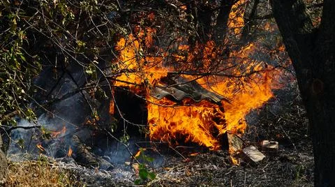 Trees are burning in a forest fire. Fire in the grass. Burning grass in the f Stock Photos
