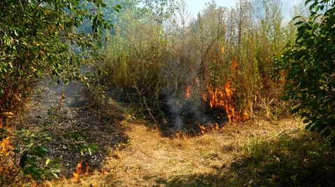 Trees are burning in a forest fire. Fire in the grass. Burning grass in the f Stock Photos