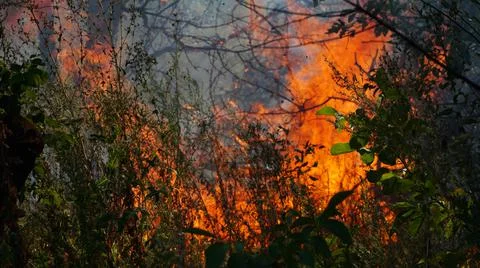 Trees are burning in a forest fire. Fire in the grass. Burning grass in the f Stock Photos