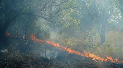 Trees are burning in a forest fire. Fire in the grass. Burning grass in the f Stock Photos