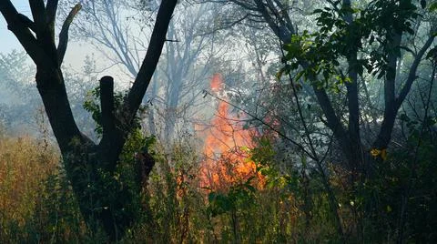 Trees are burning in a forest fire. Fire in the grass. Burning grass in the f Stock Photos