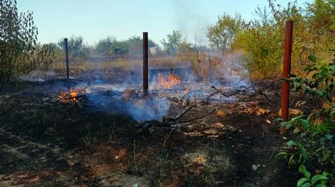 Trees are burning in a forest fire. Fire in the grass. Burning grass in the f Stock Photos