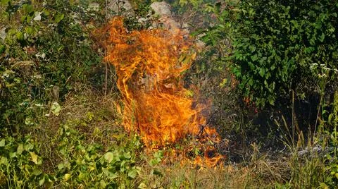 Trees are burning in a forest fire. Fire in the grass. Burning grass in the f Stock Photos