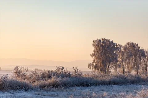 The trees are completely covered in frost Stock Photos