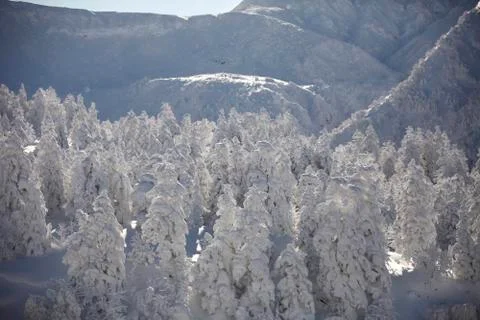 Trees are covered in snow Stock Photos