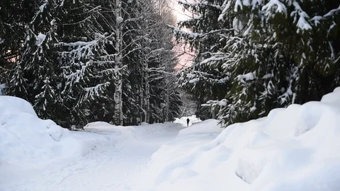 Trees are covered with snow on a warm winter day Stock Footage 124243806