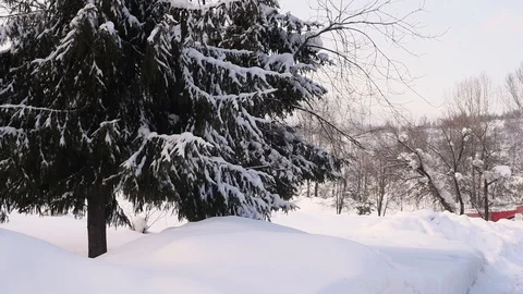 Trees are covered with snow on a warm winter day Stock Footage 124243864