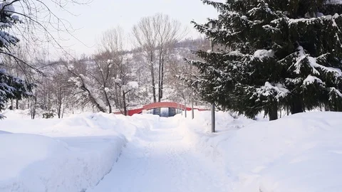 Trees are covered with snow on a warm winter day Stock Footage 124243960