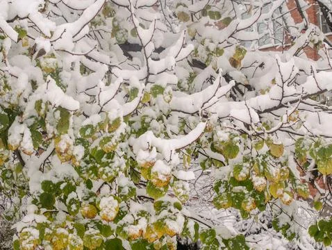 The trees are covered with snow, which lies in huge quantities on the still Stock Photos