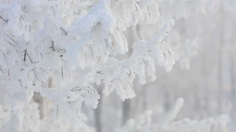 The trees are covered with a thick layer of frost in winter. Beautiful winter Stock Footage 147866588
